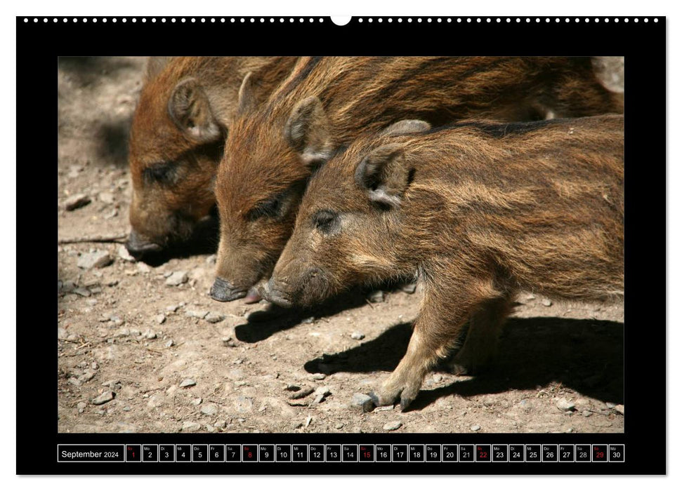 Wildschweine (CALVENDO Wandkalender 2024)