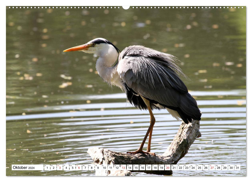 Heimische Tiere (CALVENDO Wandkalender 2024)