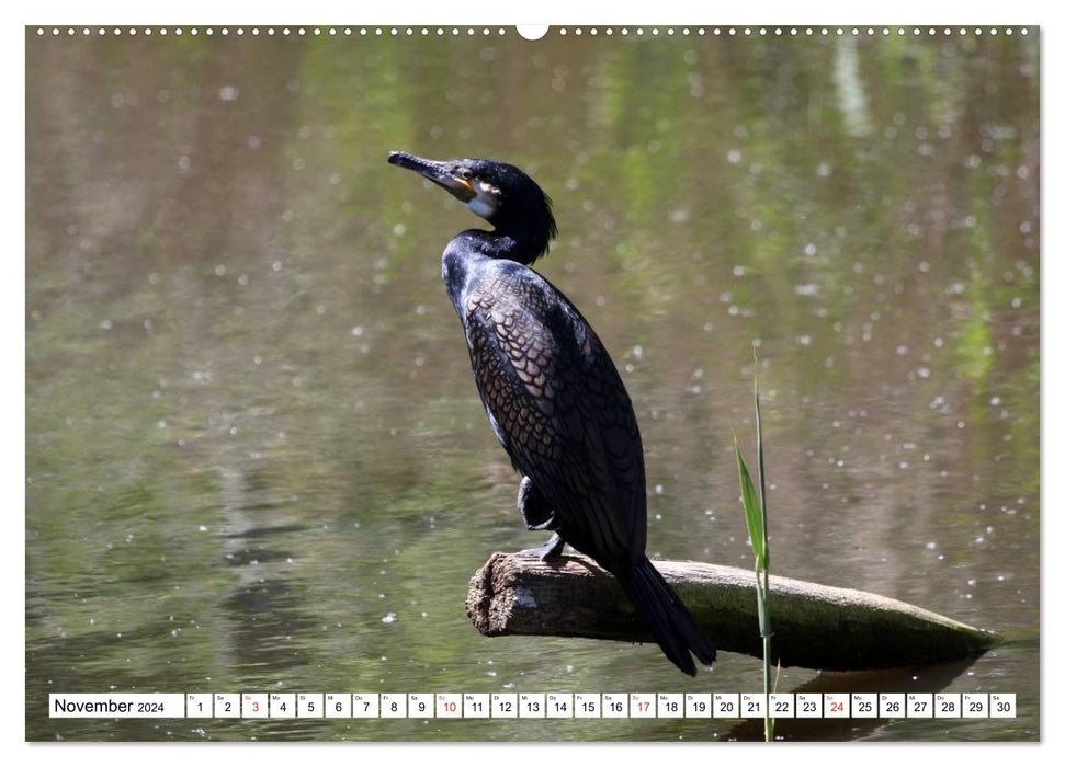 Heimische Tiere (CALVENDO Wandkalender 2024)