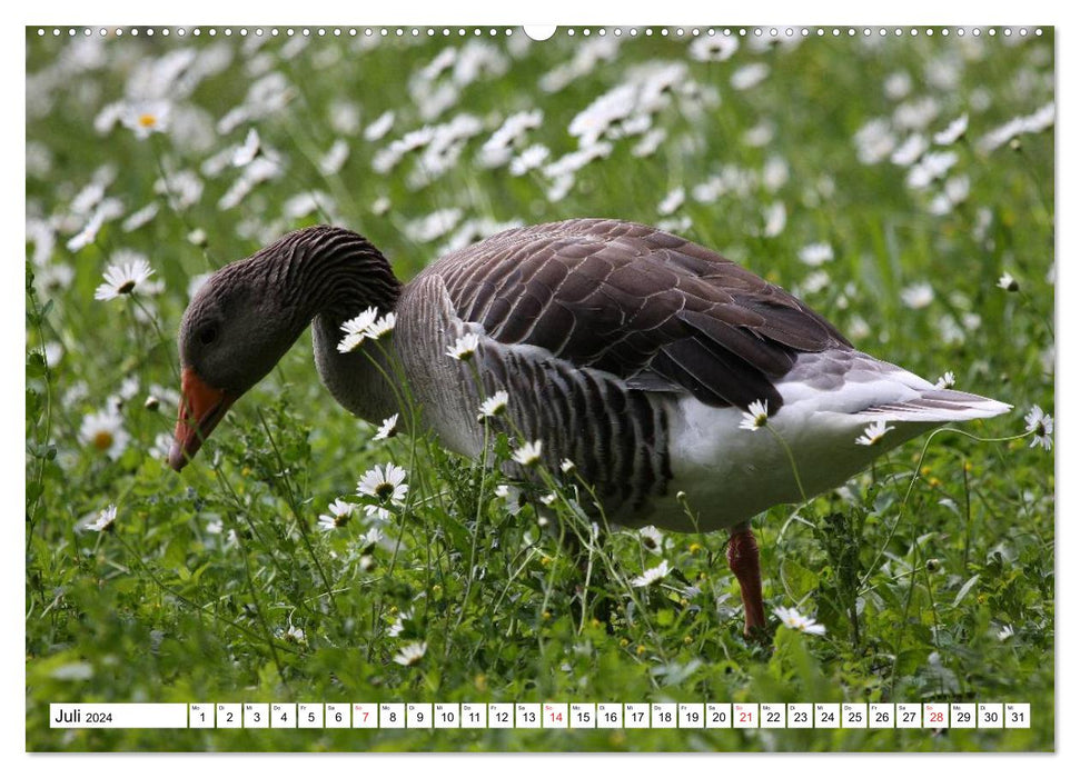 Heimische Tiere (CALVENDO Wandkalender 2024)