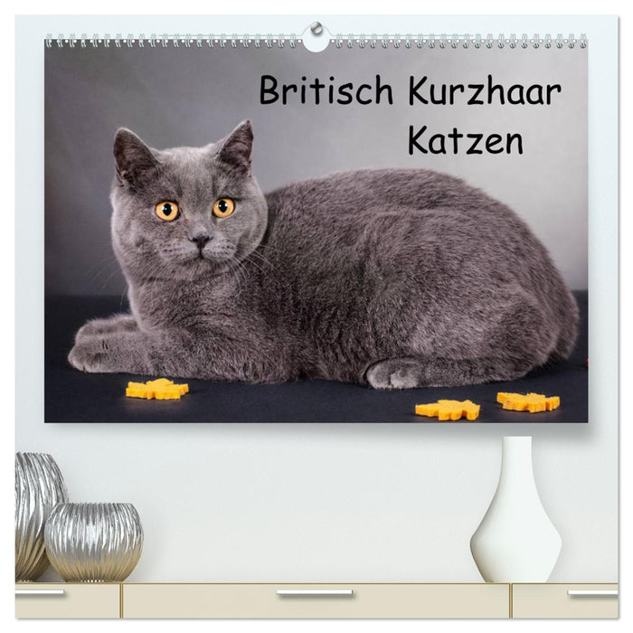 Britisch Kurzhaar Katzen (CALVENDO Premium Wandkalender 2024)