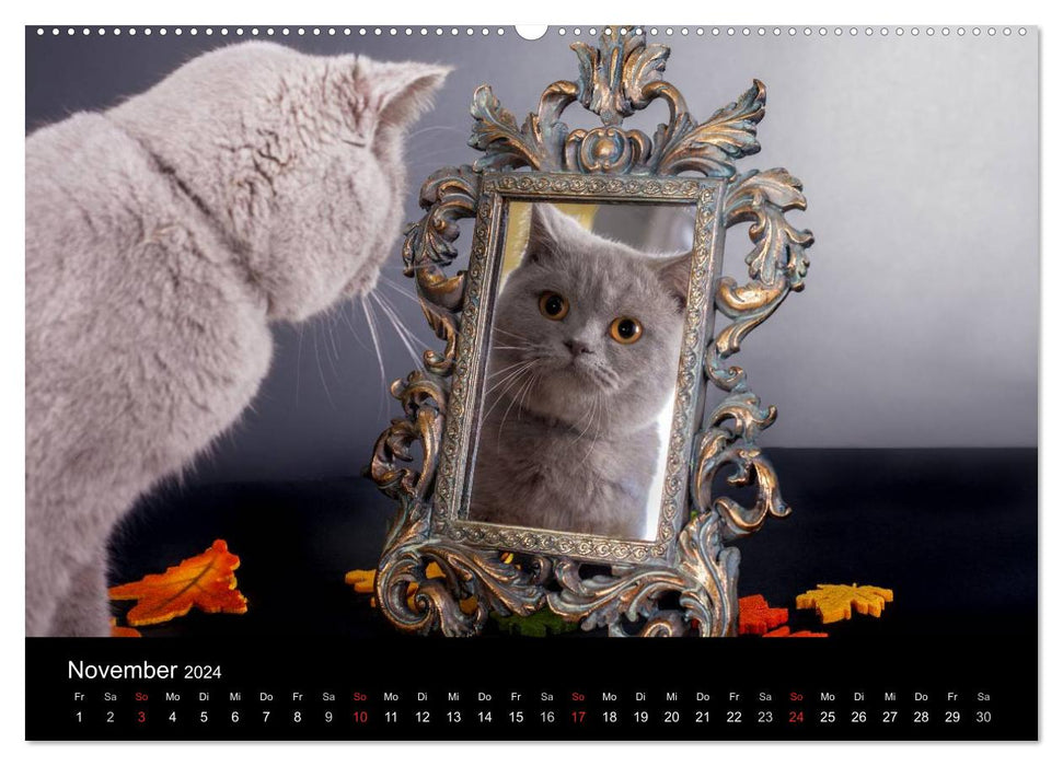 Britisch Kurzhaar Katzen (CALVENDO Premium Wandkalender 2024)