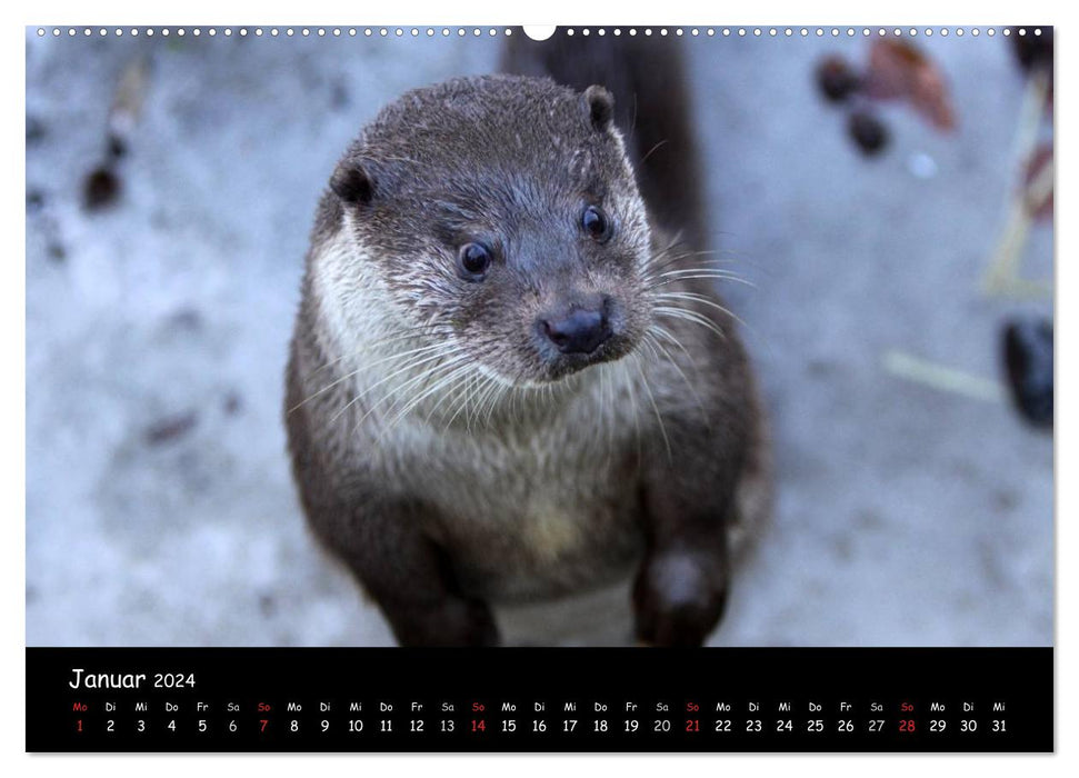 Putzige Fischjäger (CALVENDO Premium Wandkalender 2024)