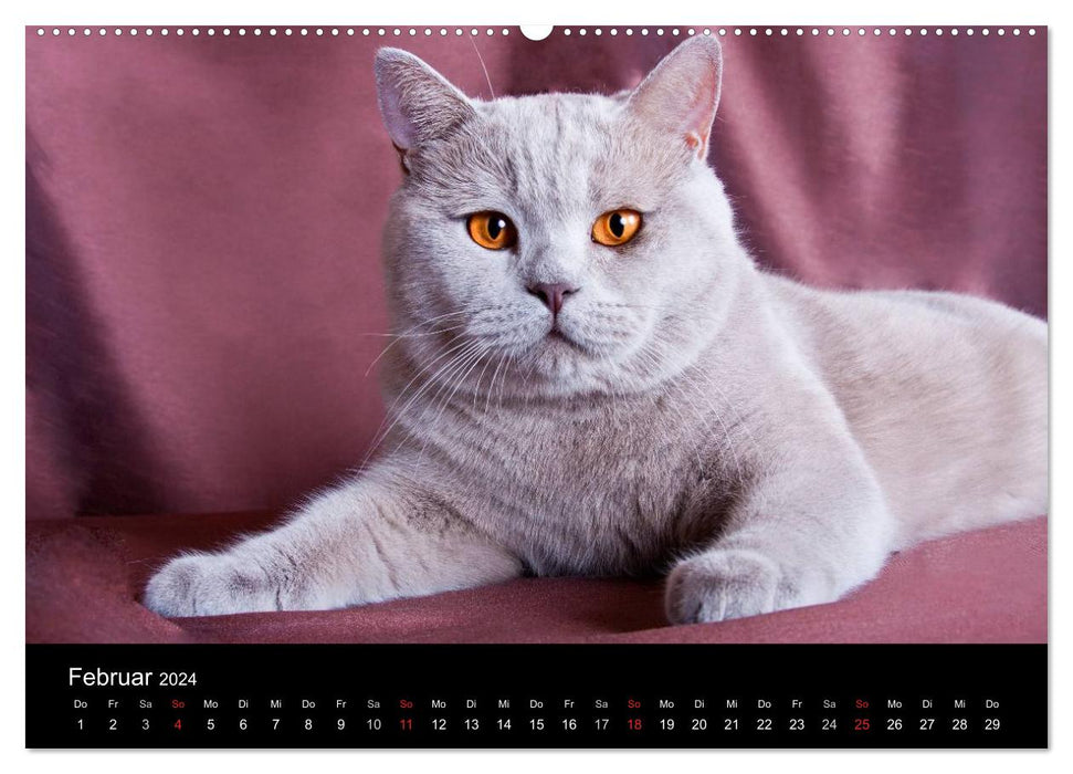 Britisch Kurzhaar Katzen (CALVENDO Wandkalender 2024)