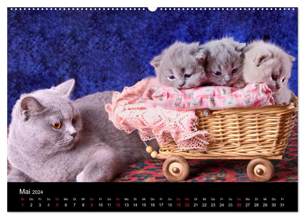 Britisch Kurzhaar Katzen (CALVENDO Wandkalender 2024)