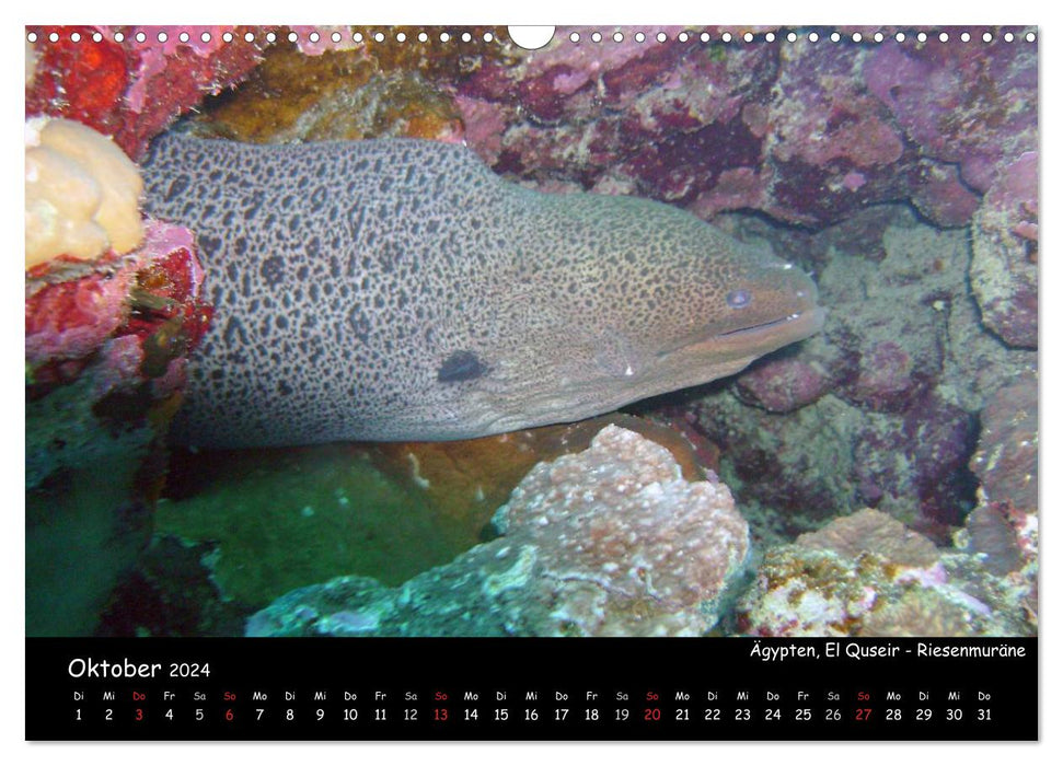 Eine schöne Unterwasserwelt (CALVENDO Wandkalender 2024)