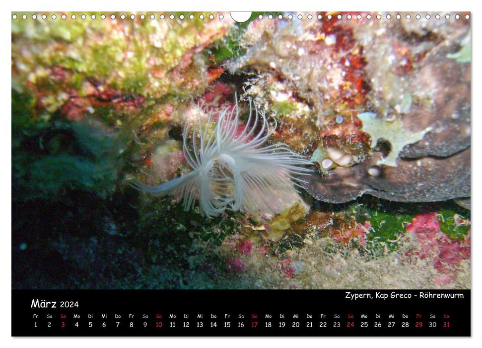 Eine schöne Unterwasserwelt (CALVENDO Wandkalender 2024)