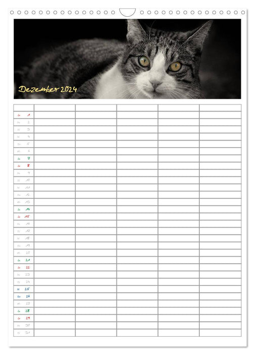 Miezekatzen Planungskalender (CALVENDO Wandkalender 2024)