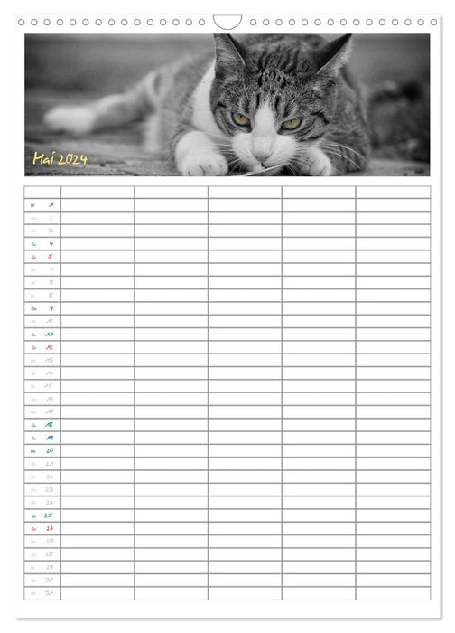 Miezekatzen Planungskalender (CALVENDO Wandkalender 2024)