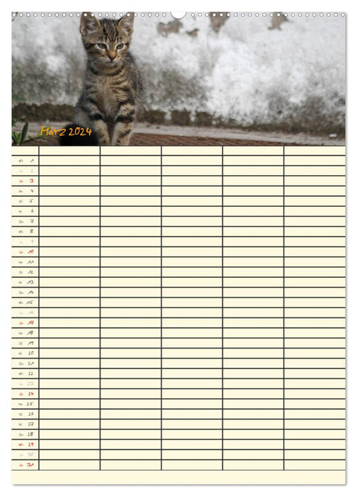 Familienplaner Katzen (CALVENDO Premium Wandkalender 2024)