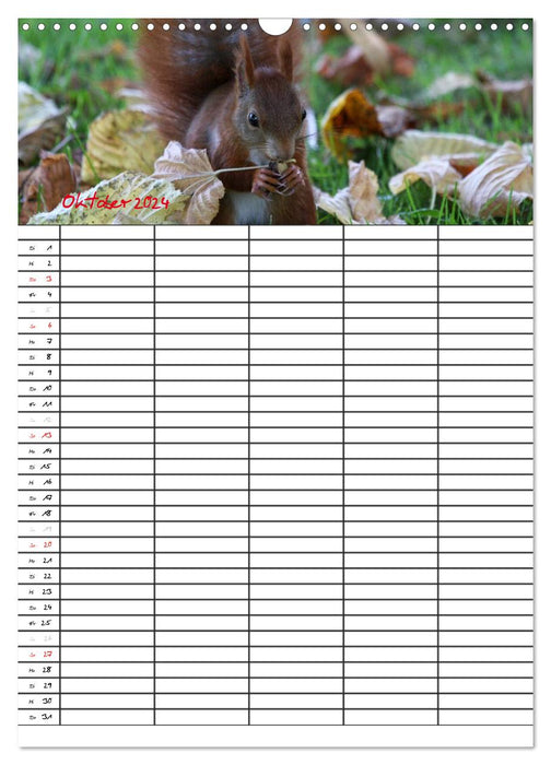 Eichhörnchen (CALVENDO Wandkalender 2024)