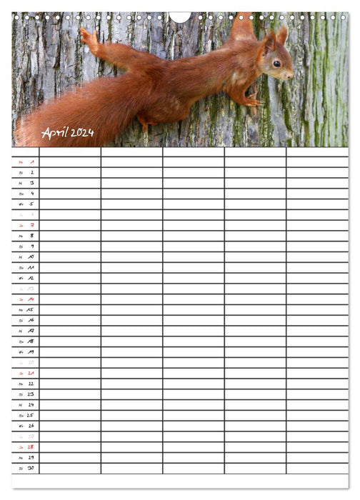 Eichhörnchen (CALVENDO Wandkalender 2024)