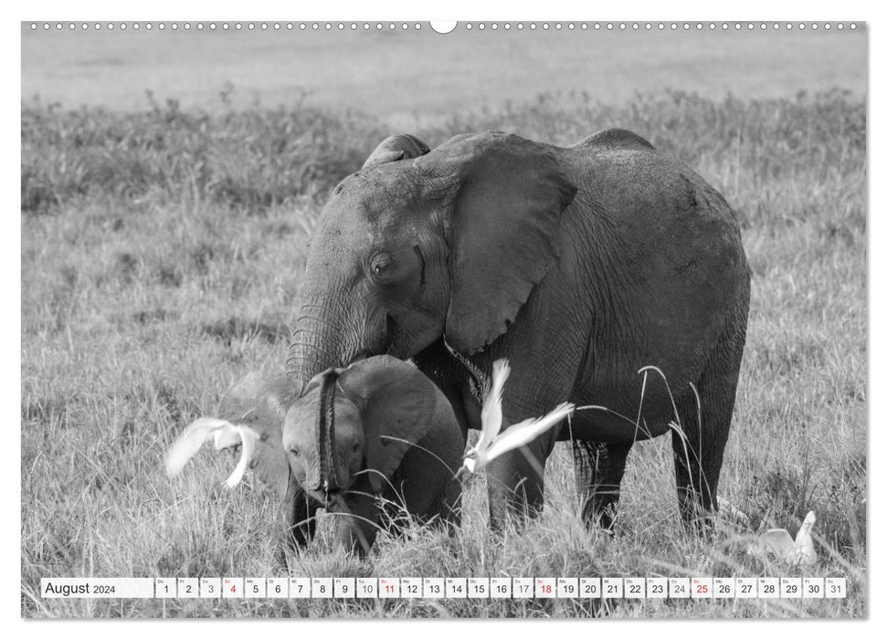 Emotionale Momente: Elefanten in black & white (CALVENDO Premium Wandkalender 2024)