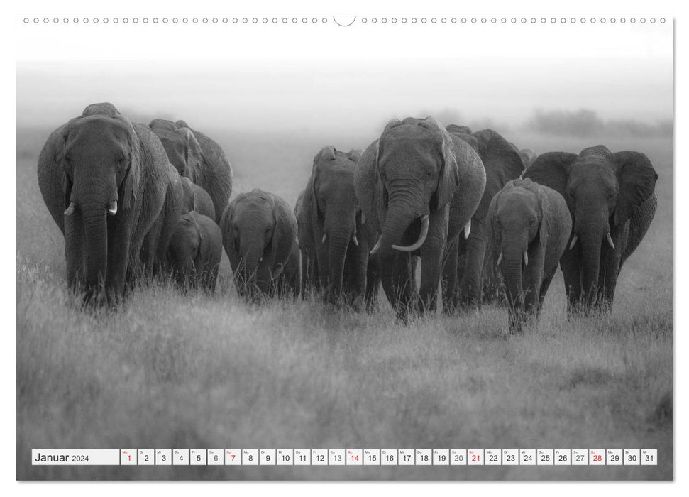 Emotionale Momente: Elefanten in black & white (CALVENDO Wandkalender 2024)