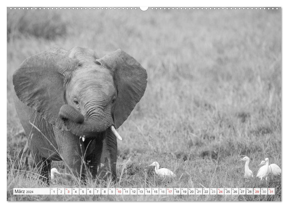 Moments d'émotion : éléphants en noir et blanc (calendrier mural CALVENDO 2024) 