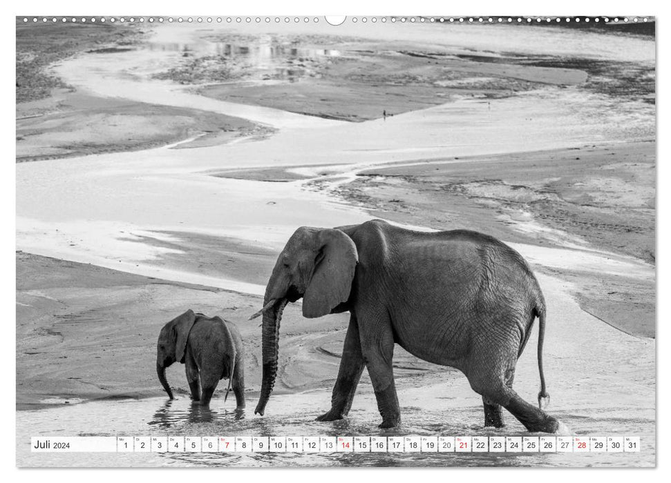 Moments d'émotion : éléphants en noir et blanc (calendrier mural CALVENDO 2024) 