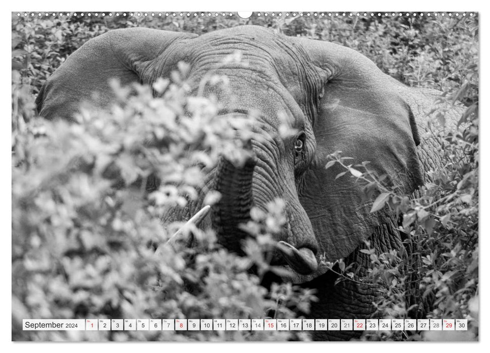 Moments d'émotion : éléphants en noir et blanc (calendrier mural CALVENDO 2024) 