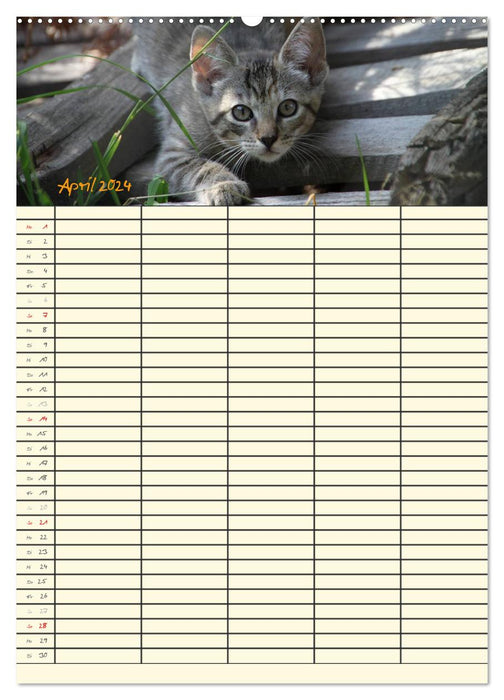 Familienplaner Katzen (CALVENDO Wandkalender 2024)
