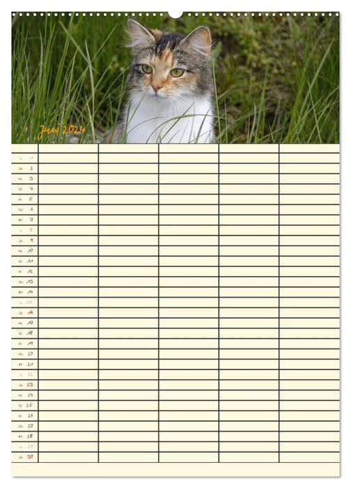 Familienplaner Katzen (CALVENDO Wandkalender 2024)