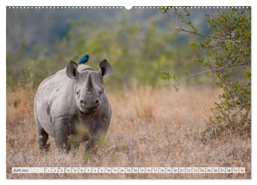 Moments d'émotion : Rhinocéros (Calendrier mural CALVENDO Premium 2024) 