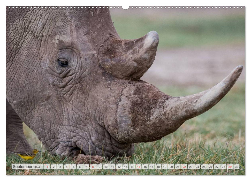 Moments d'émotion : Rhinocéros (Calendrier mural CALVENDO Premium 2024) 