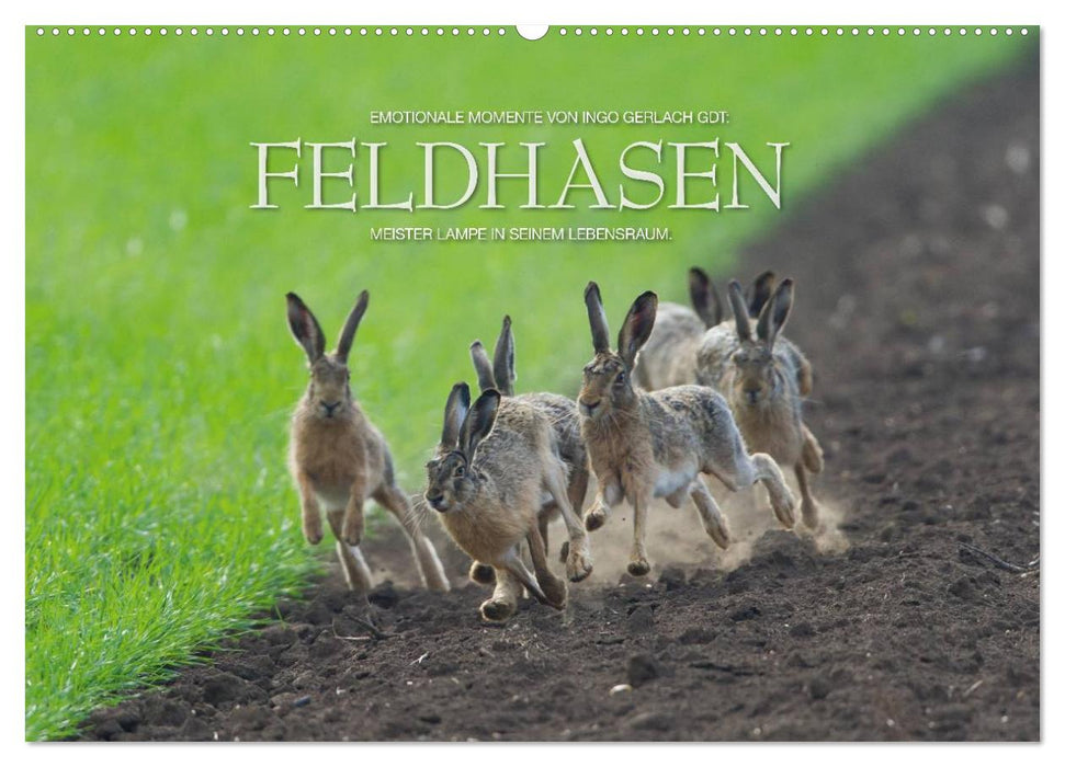 Emotionale Momente: Feldhasen (CALVENDO Wandkalender 2024)