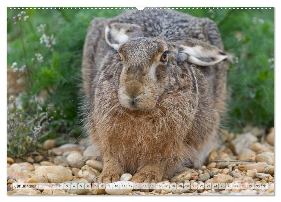 Emotionale Momente: Feldhasen (CALVENDO Wandkalender 2024)