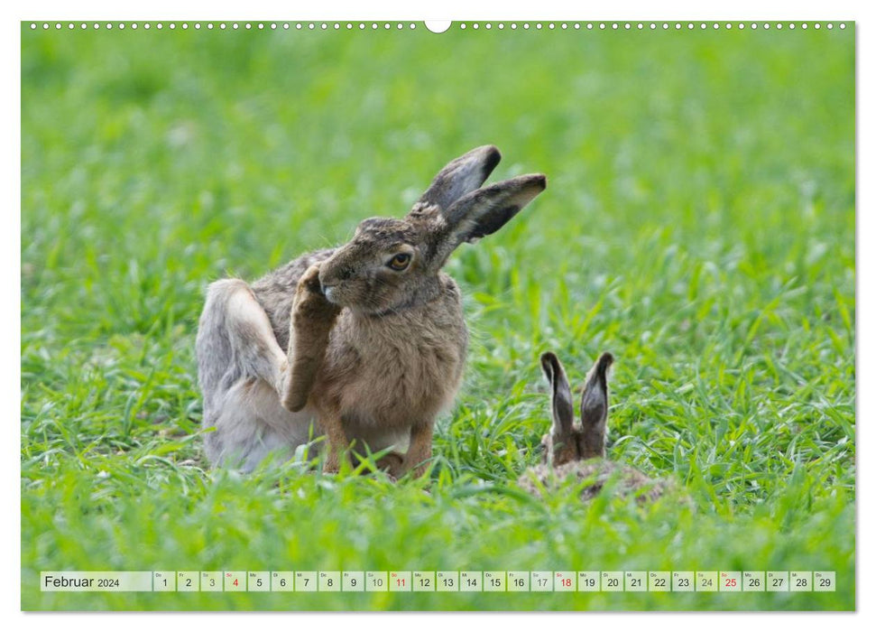 Emotionale Momente: Feldhasen (CALVENDO Wandkalender 2024)