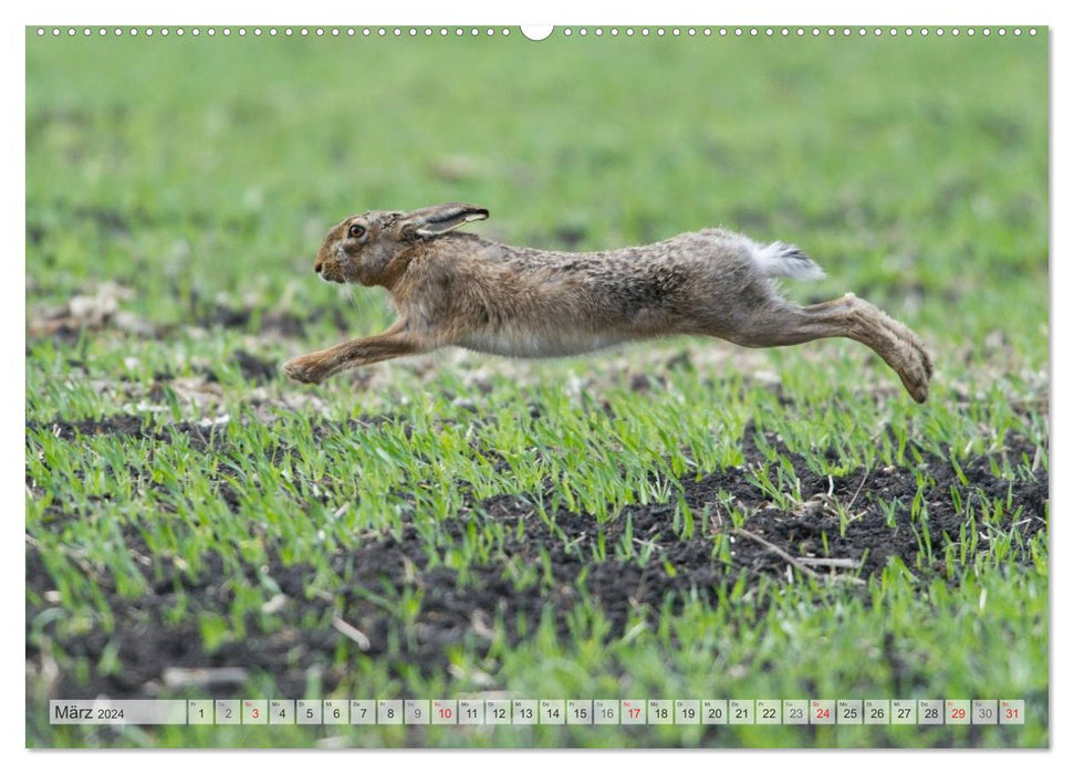 Emotionale Momente: Feldhasen (CALVENDO Wandkalender 2024)