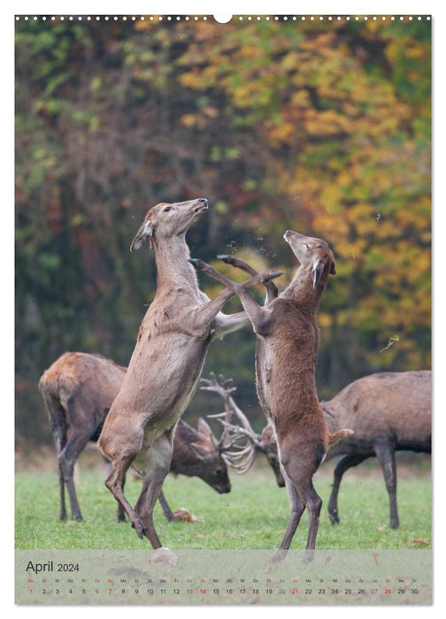 Emotionale Momente: Hirschbrunft (CALVENDO Premium Wandkalender 2024)