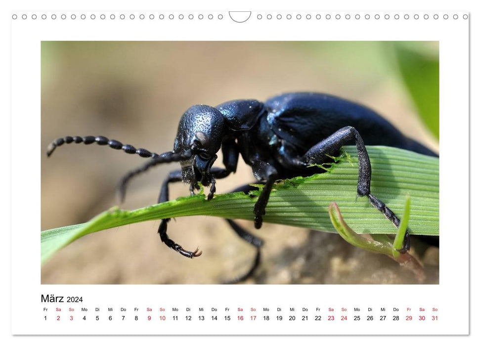 Unsere kleine Tierwelt - GANZ GROSS (CALVENDO Wandkalender 2024)