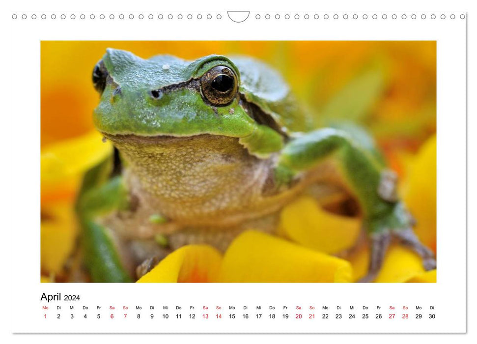 Unsere kleine Tierwelt - GANZ GROSS (CALVENDO Wandkalender 2024)