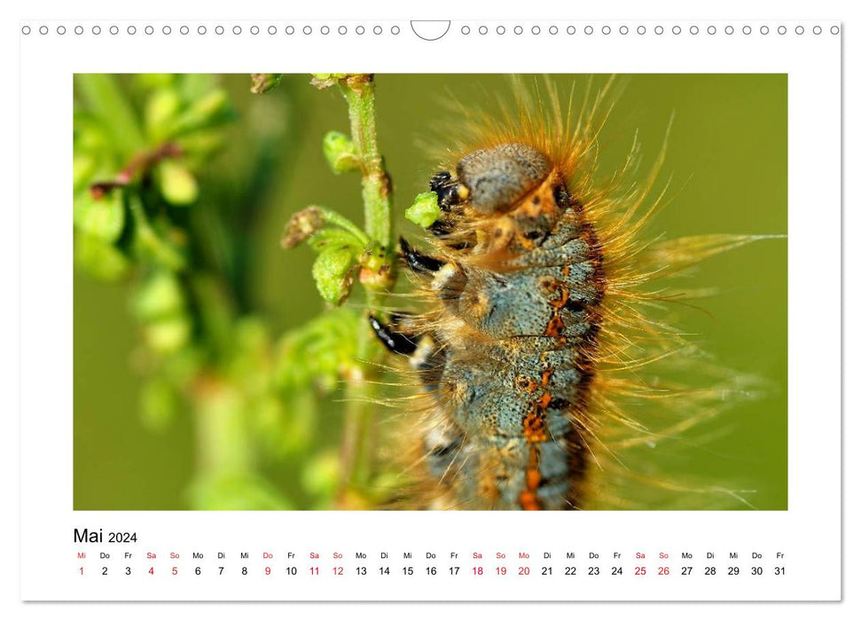 Unsere kleine Tierwelt - GANZ GROSS (CALVENDO Wandkalender 2024)