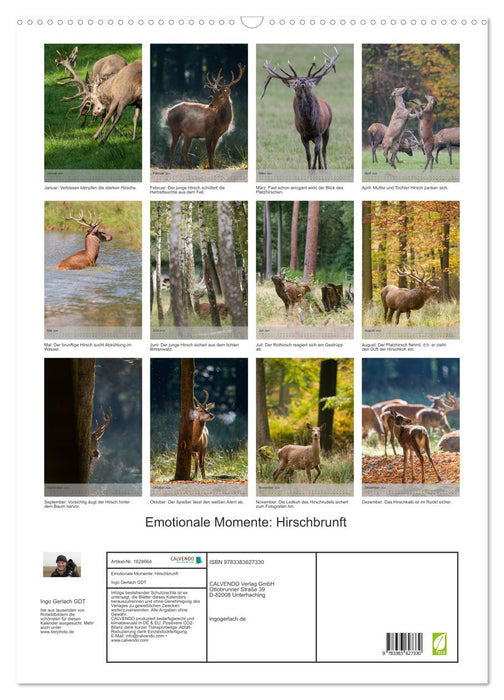 Emotionale Momente: Hirschbrunft (CALVENDO Wandkalender 2024)