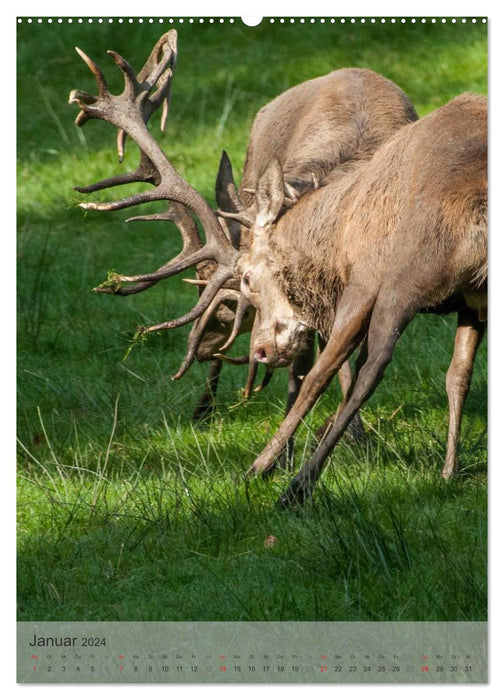 Emotionale Momente: Hirschbrunft (CALVENDO Wandkalender 2024)