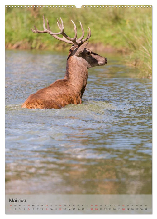 Emotionale Momente: Hirschbrunft (CALVENDO Wandkalender 2024)