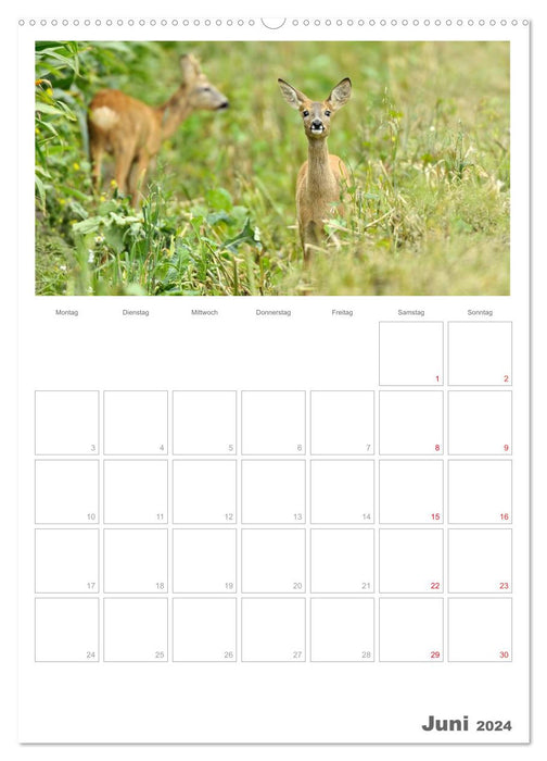 Rehe & Co / Planer (CALVENDO Premium Wandkalender 2024)