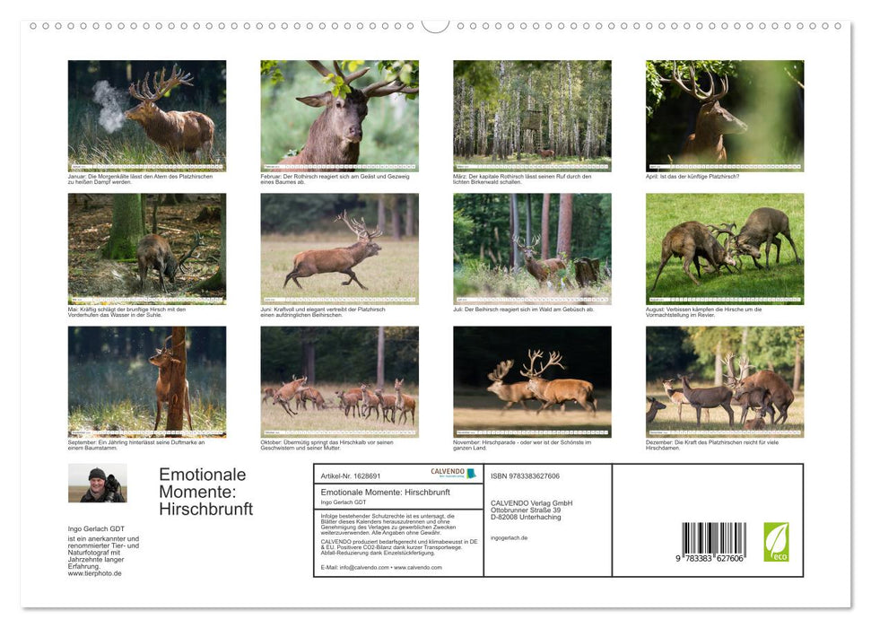 Emotionale Momente: Hirschbrunft (CALVENDO Premium Wandkalender 2024)