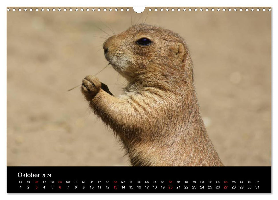 La vie des chiens de prairie (Calendrier mural CALVENDO 2024) 