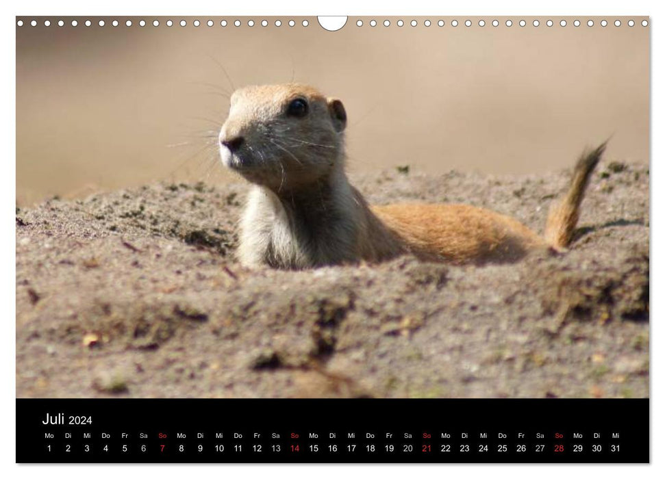 Das Leben der Präriehunde (CALVENDO Wandkalender 2024)