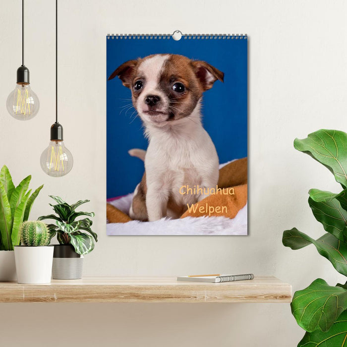 Chihuahua Welpen (CALVENDO Wandkalender 2024)