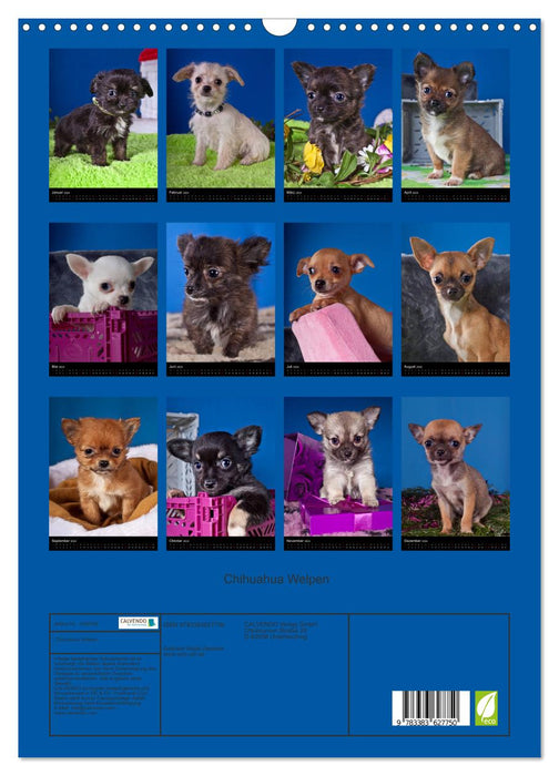 Chihuahua Welpen (CALVENDO Wandkalender 2024)