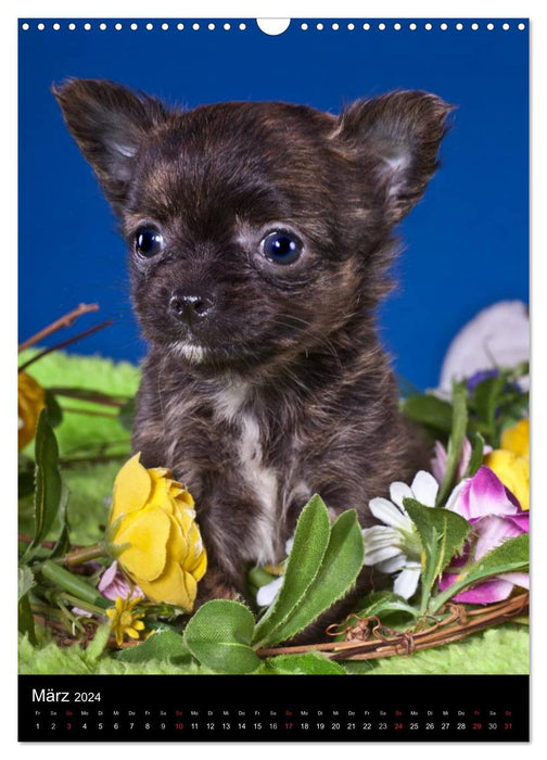Chihuahua Welpen (CALVENDO Wandkalender 2024)