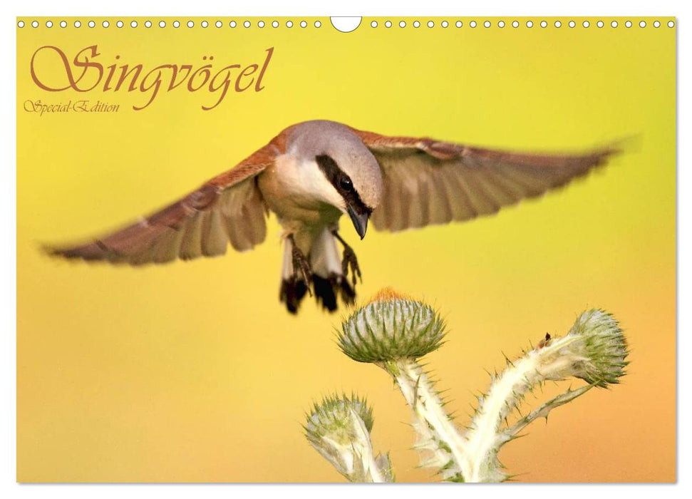 Singvögel (CALVENDO Wandkalender 2024)