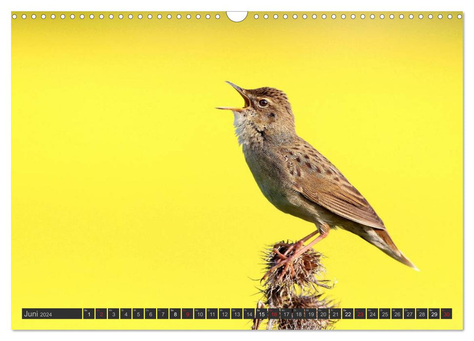 Oiseaux chanteurs (Calendrier mural CALVENDO 2024) 