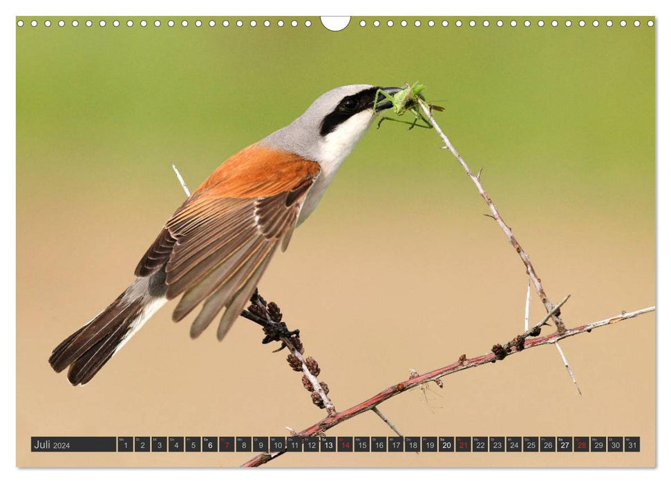 Oiseaux chanteurs (Calendrier mural CALVENDO 2024) 