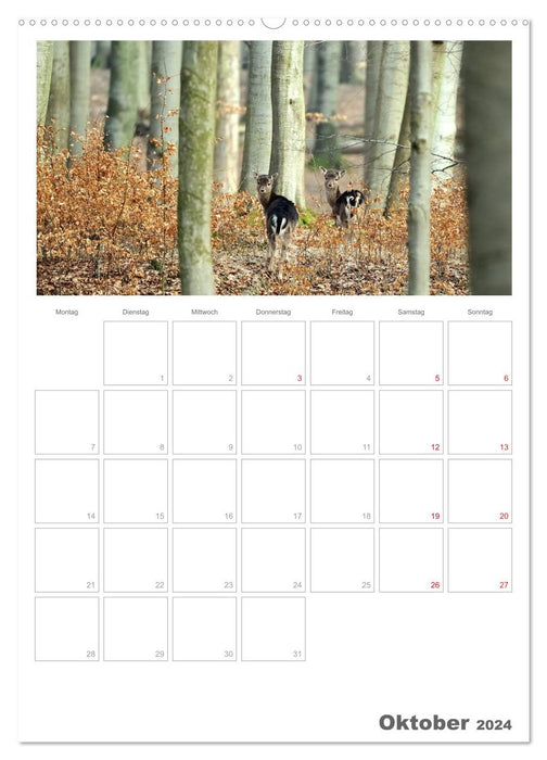 Rehe & Co / Planer (CALVENDO Wandkalender 2024)