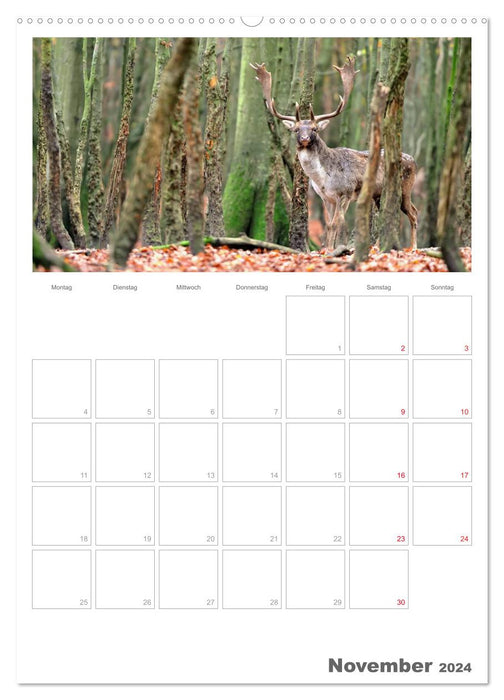 Rehe & Co / Planer (CALVENDO Wandkalender 2024)