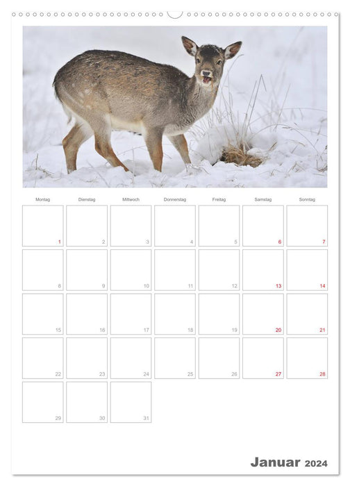 Rehe & Co / Planer (CALVENDO Wandkalender 2024)