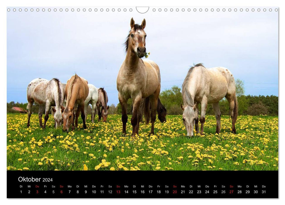 Chevaux sauvages (Calendrier mural CALVENDO 2024) 